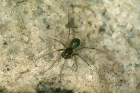 batyphantes eumenis
